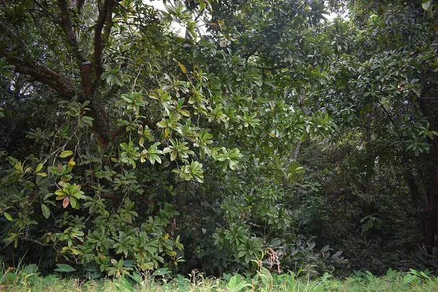 Forest at Behali Reserved Forest